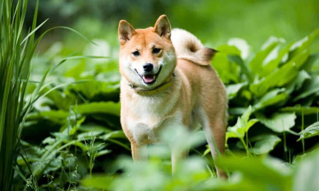 Leading Spanish Cryptocurrency Exchange Adds Shiba Inu (SHIB)