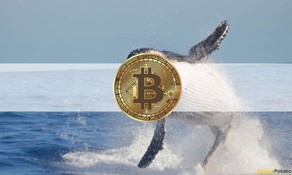 Dormant BTC Whale Wakes Up, Sends $60 Million For the First Time in 9 Years