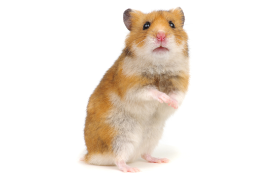 You Can Now Bet Crypto on Hamster Races. What Could Go Wrong?