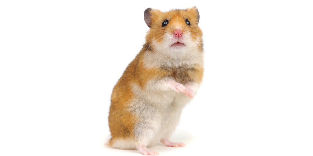 You Can Now Bet Crypto on Hamster Races. What Could Go Wrong?